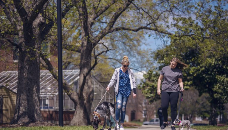 Two students walking dogs outside on campus